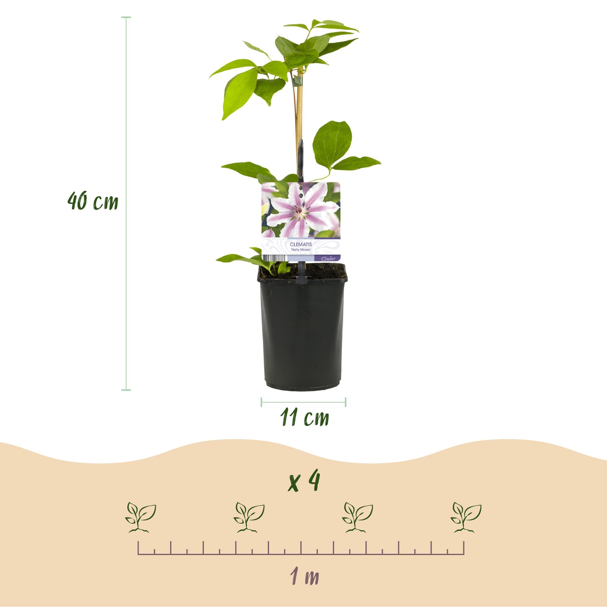 Klimplant - Clematis Nelly Moser - Bloem Roze - Weinig onderhoud -2 planten -  Pot 11cm Hoogte 40cm