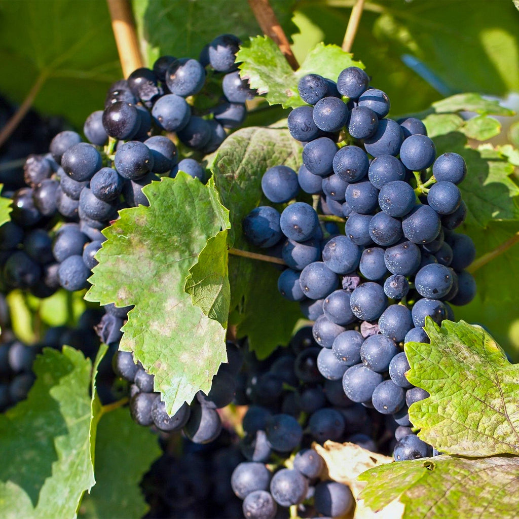 Fruitplant - Vitis vinifera Regent - Druivenplant - Geent - Blauwe Druif - 2 Planten - Pot 15cm - Hoogte 50cm