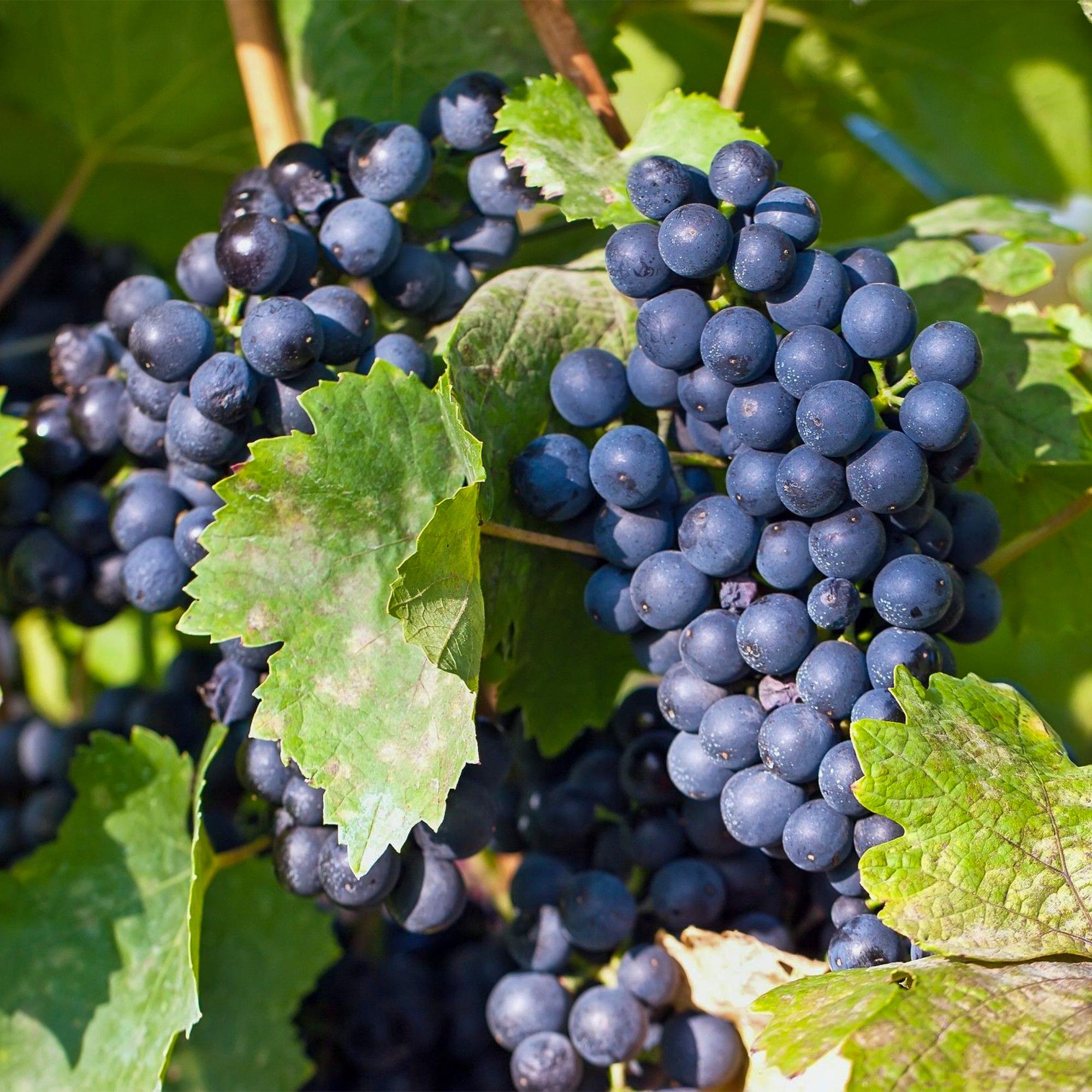 Fruitplant - Vitis vinifera Regent - Druivenplant - Geent - Blauwe Druif - 2 Planten - Pot 15cm - Hoogte 50cm