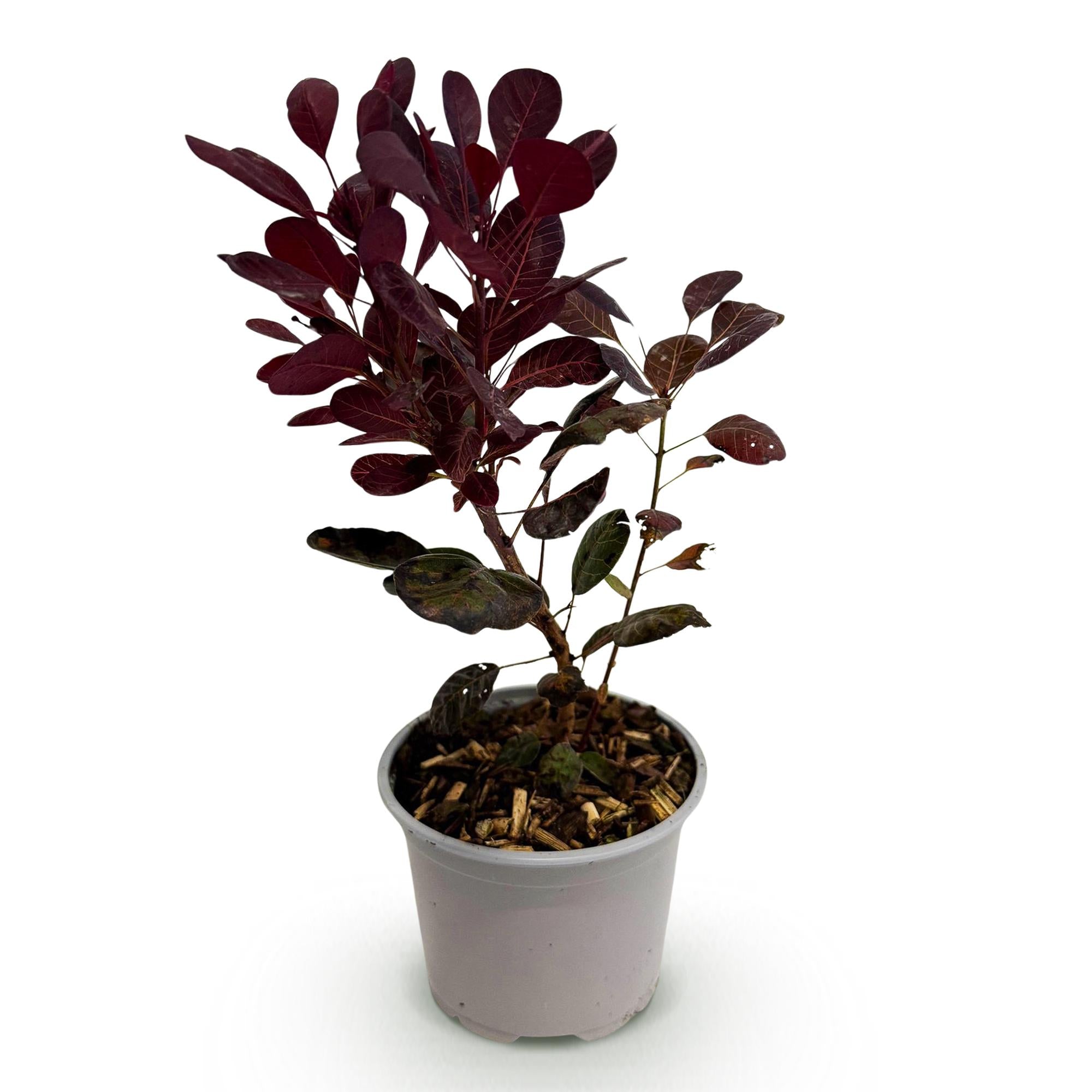 Tuinplant - Cotinus coggyria Lilla - Paars 1 Plant - Bladverliezend - Weinig Onderhoud - Pot 12cm Hoogte 35cm
