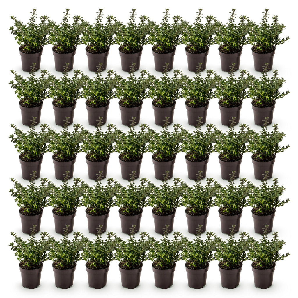 40x Ilex crenata Stokes - Japanse Hulst - Haagplanten - Groenblijvend - Groen - Pot 9cm - Hoogte 20-30cm