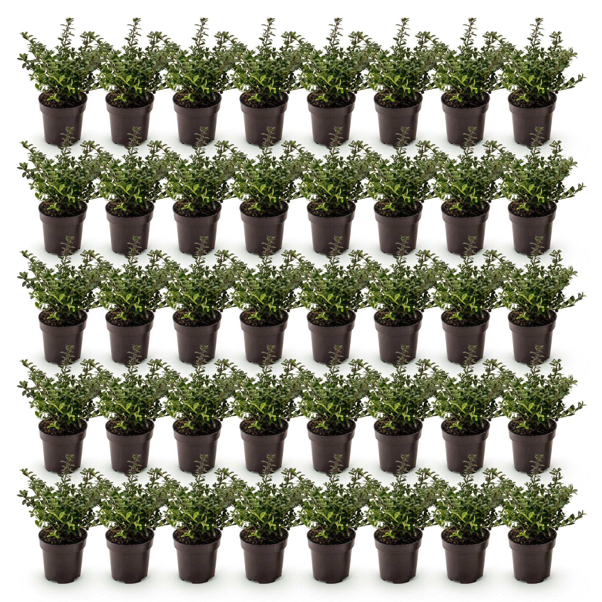40x Ilex crenata Stokes - Japanse Hulst - Haagplanten - Groenblijvend - Groen - Pot 9cm - Hoogte 20-30cm