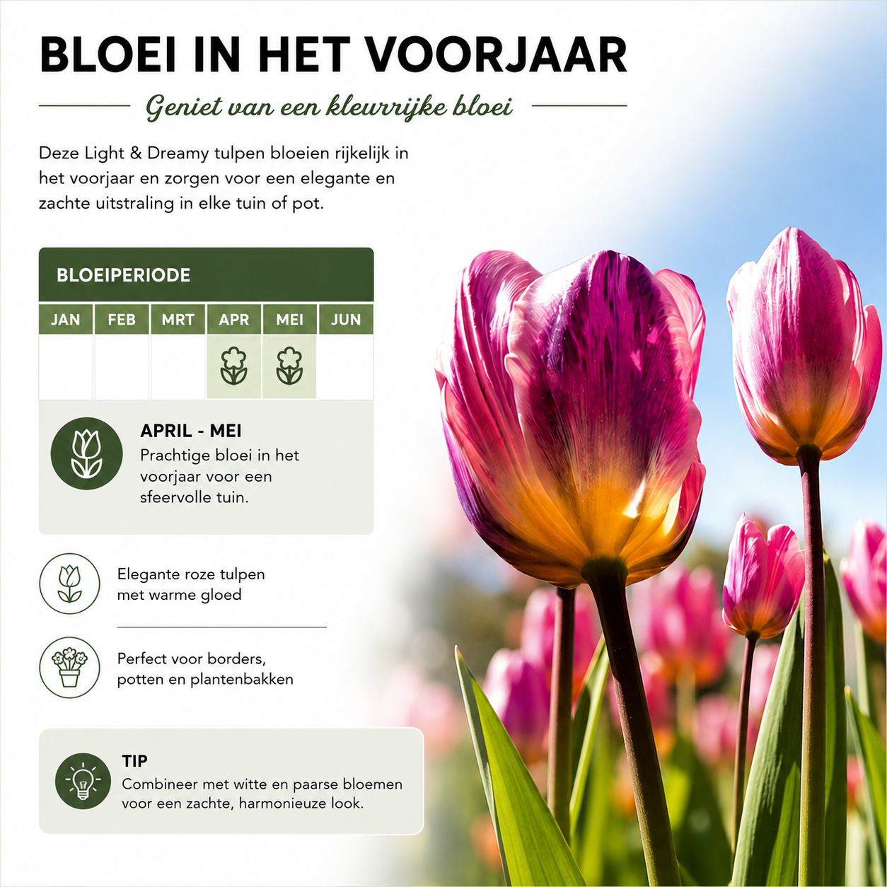 Tulpenbollen Light and Dreamy – 20 Stuks | KH Bloembollen® | Prachtige Pastelkleuren – Voor Tuin of Pot – Maat 11/12 – Vers van de Teler!