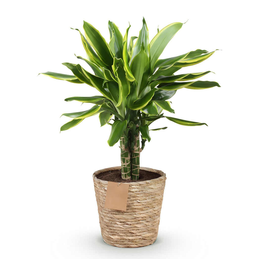 Green is... Kamerplanten - Dracaena fragrans Golden Coast - Drakenbloedboom - Weinig onderhoud - met mand - Groen - 1 Plant - Pot 17cm - Hoogte 50-55cm