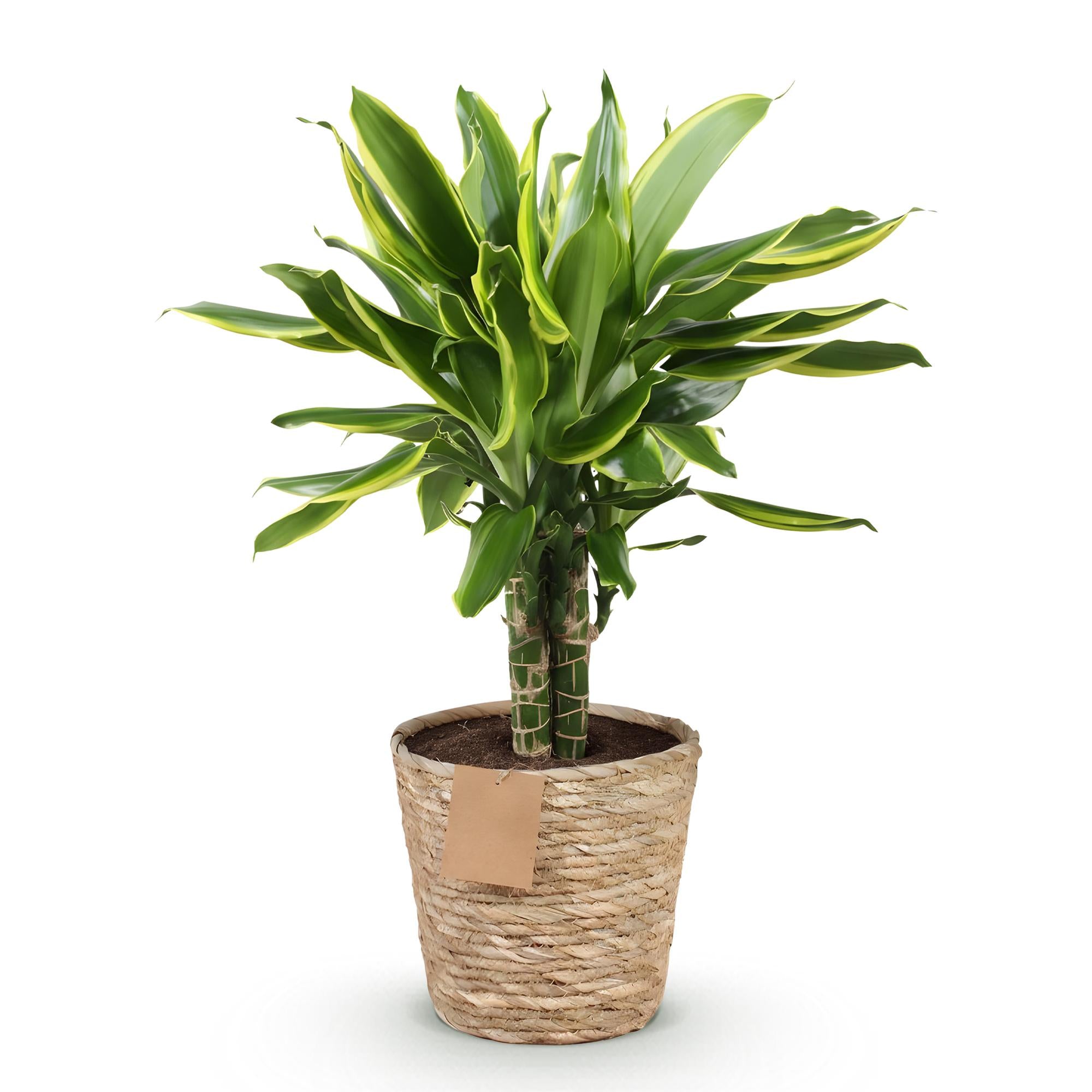 Green is... Kamerplanten - Dracaena fragrans Golden Coast - Drakenbloedboom - Weinig onderhoud - met mand - Groen - 1 Plant - Pot 17cm - Hoogte 50-55cm