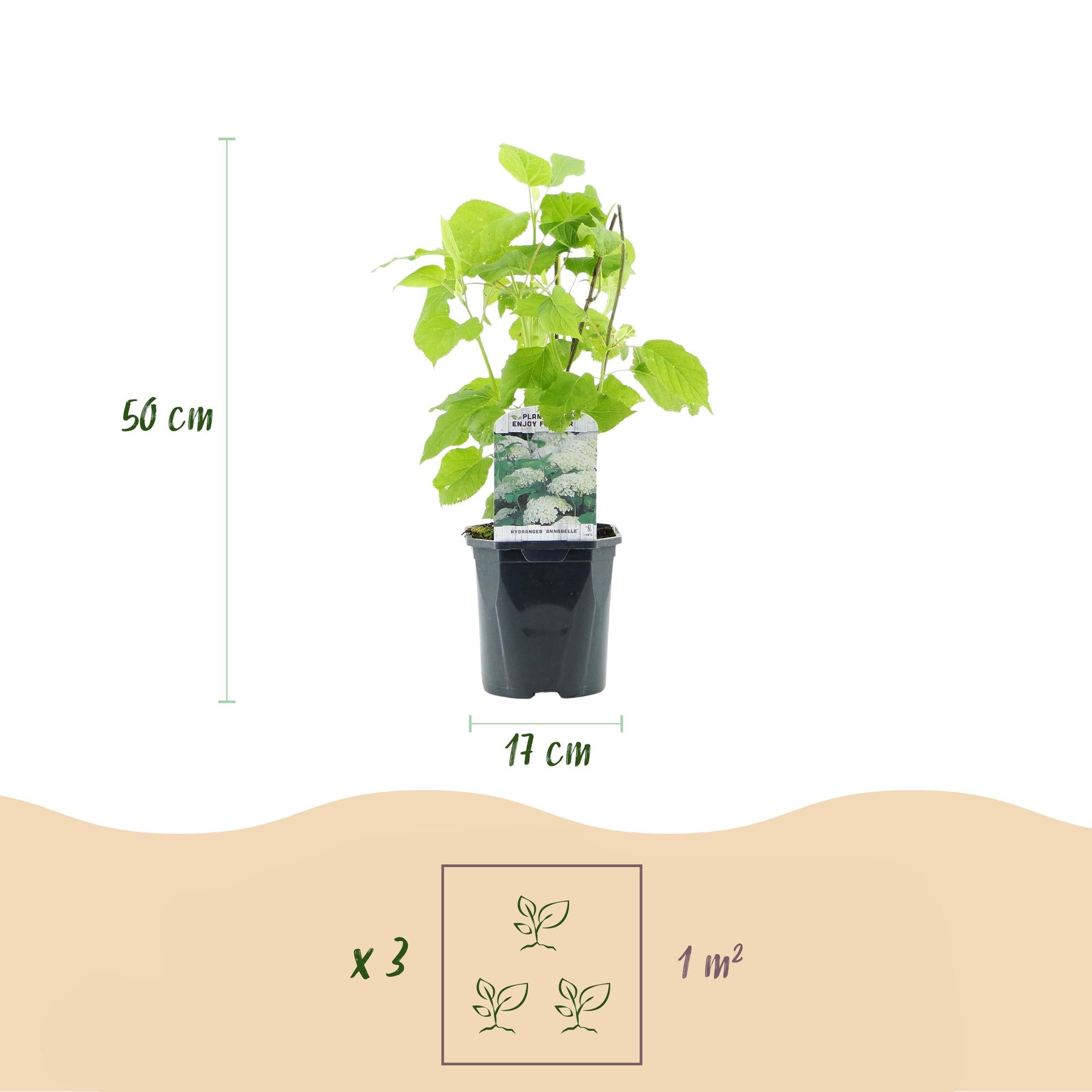 Pluim Hortensia - Hydrangea arborescens Annabelle - Bloem Wit - 3 Planten - 1 m2 - Bladverliezend - Grote Bloemen - Pot 17cm Hoogte 50cm