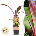 Fruitplant - Musa ensete Maurelli - Bananenboom - Winterhard - Rood-Groen - 2 Planten - Pot 15cm - Hoogte 50cm