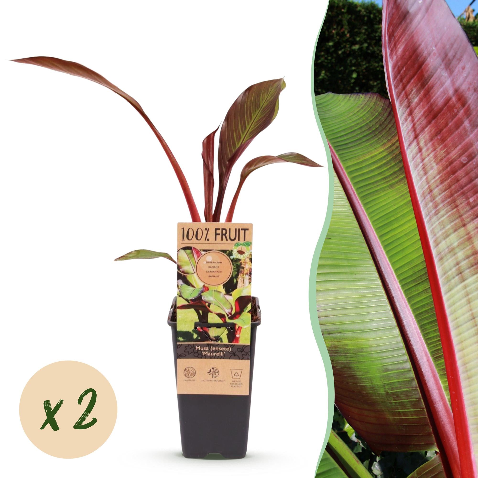 Fruitplant - Musa ensete Maurelli - Bananenboom - Winterhard - Rood-Groen - 2 Planten - Pot 15cm - Hoogte 50cm