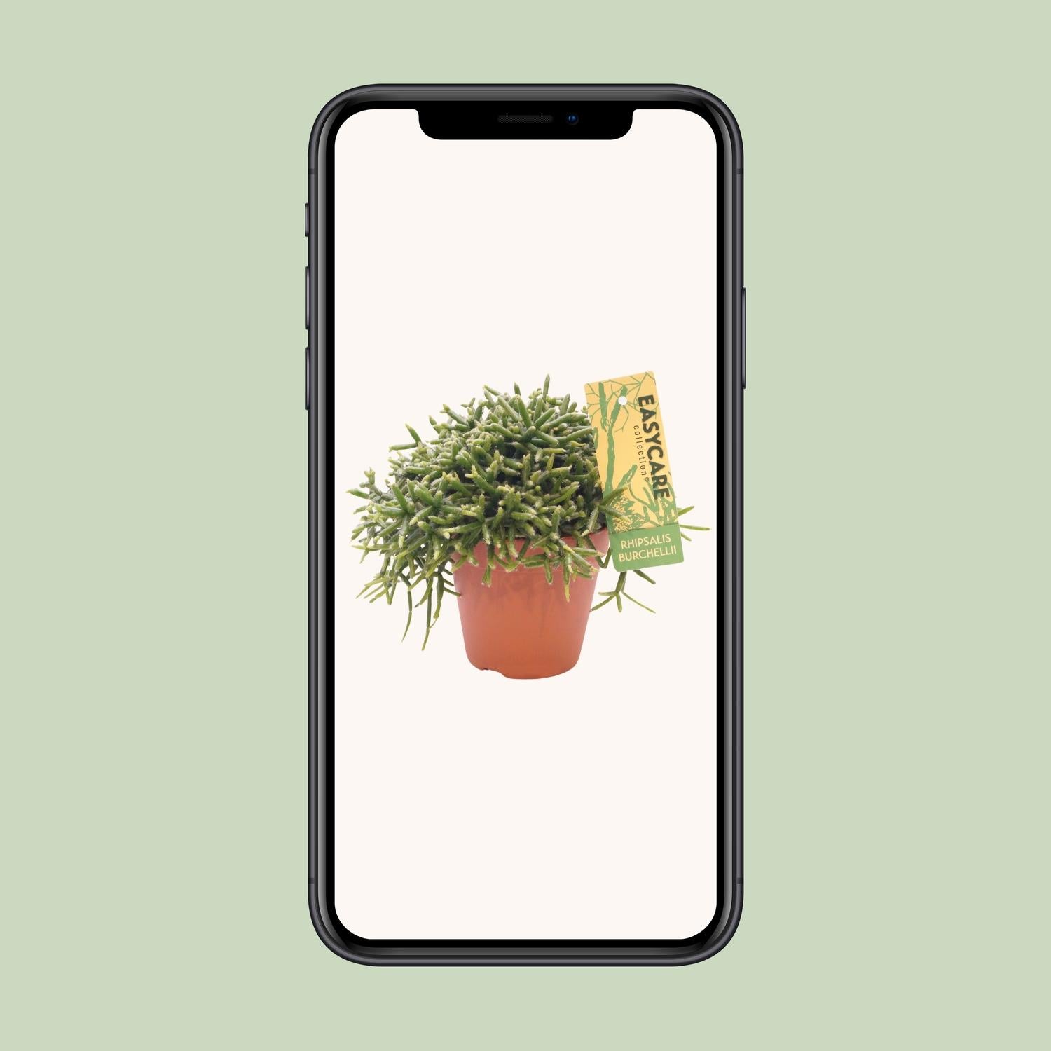 Rhipsalis Burchellii - Ø12 ↕15-20