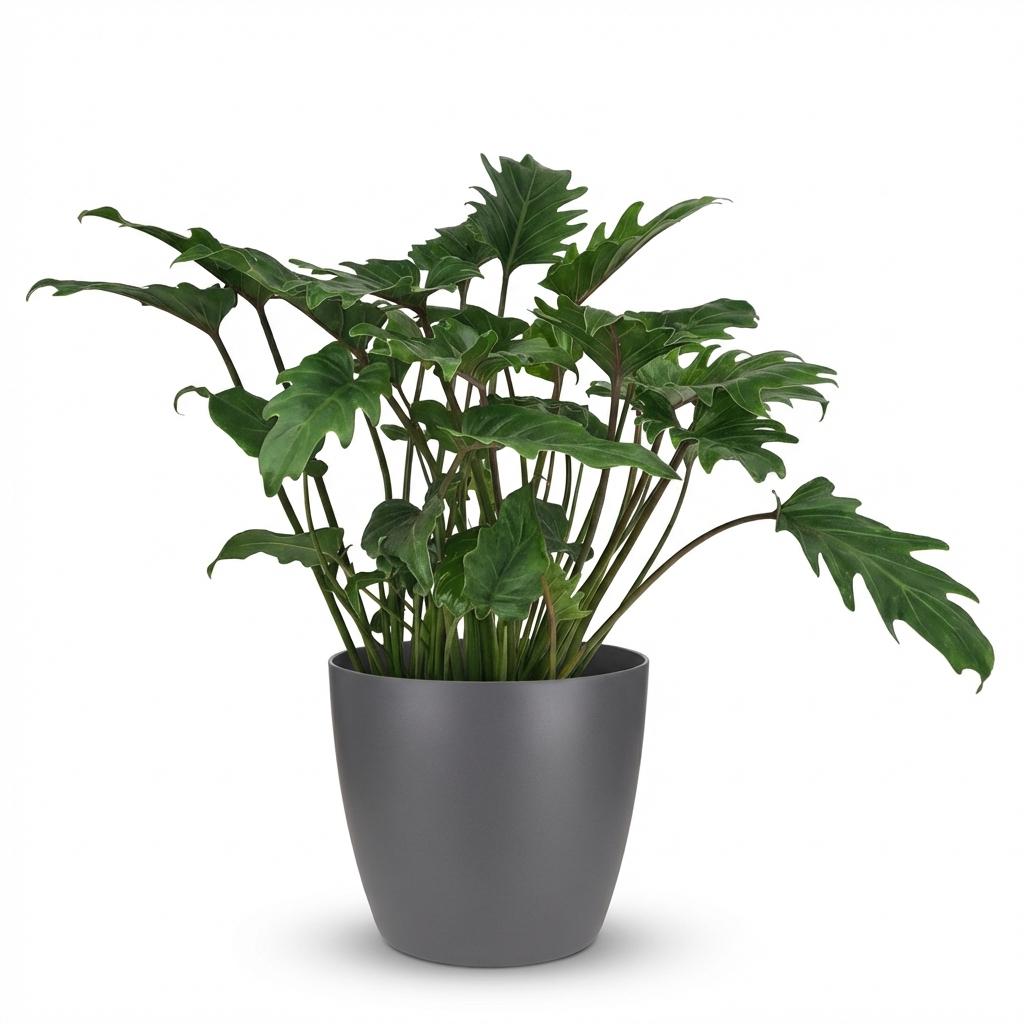 Kamerplant - Philodendron - Philodendron Xanadu - Groen - Weinig onderhoud - 1 Plant - met Potter Grijs - Pot 19cm - Hoogte 60cm