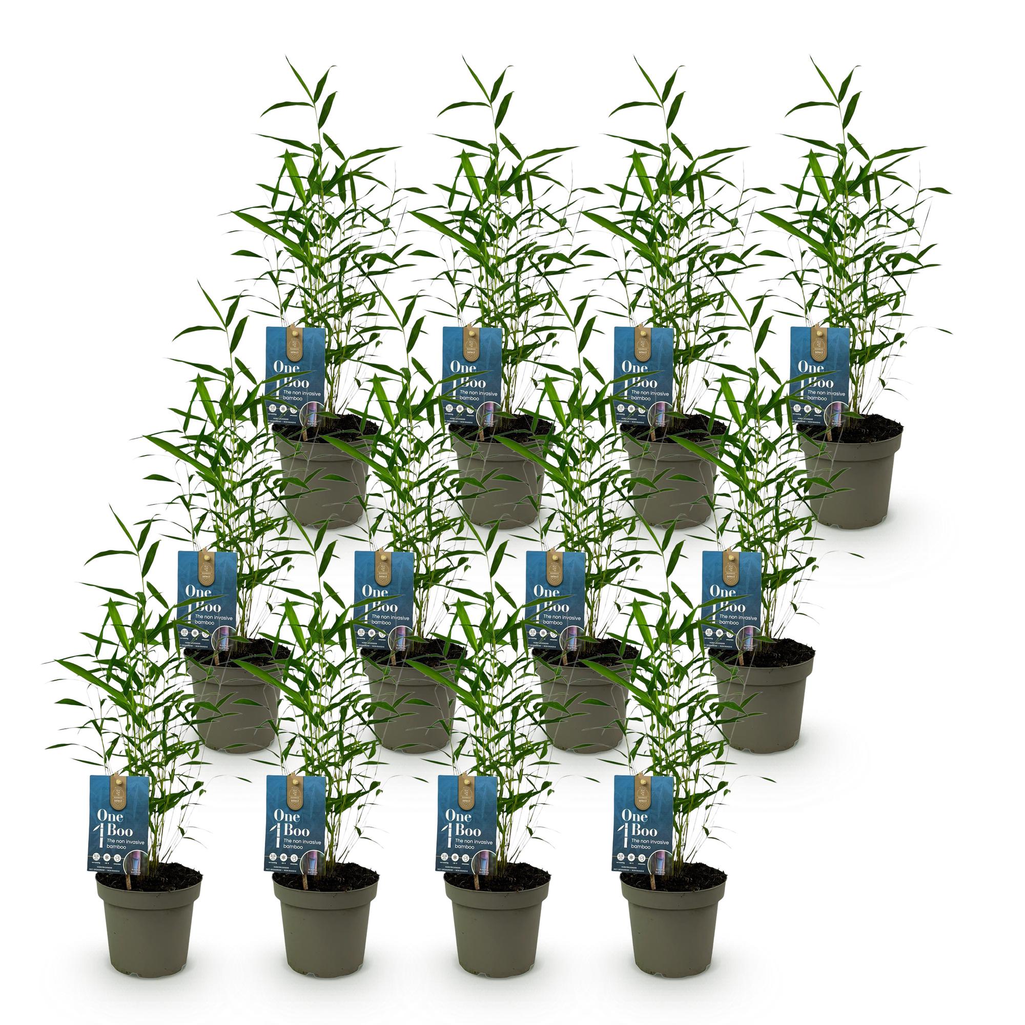 Bamboe - Fargesia Blue Dragon - Bladhoudend - Niet Woekerend - Groen - 12 Planten - Pot 14cm - Hoogte 35cm
