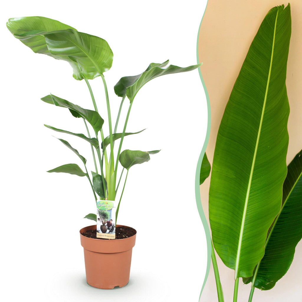 Green is... Kamerplanten - Stelitzia Nicolai - Paradijsvogelbloem - Weinig onderhoud - Groen - 1 Plant - Pot 21cm - Hoogte 110-120cm