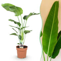 Green is... Kamerplanten - Stelitzia Nicolai - Paradijsvogelbloem - Weinig onderhoud - Groen - 1 Plant - Pot 21cm - Hoogte 110-120cm