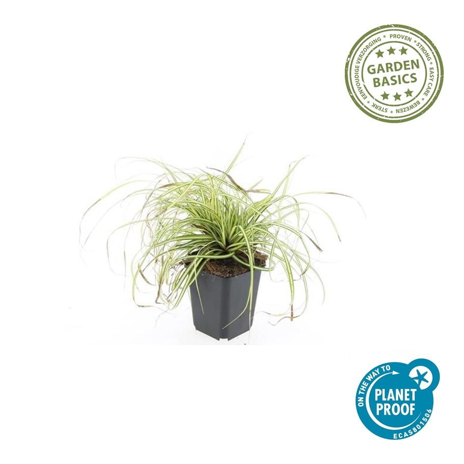 48x Carex oshim. 'Evergold'  - ↕10-25cm - Ø9cm