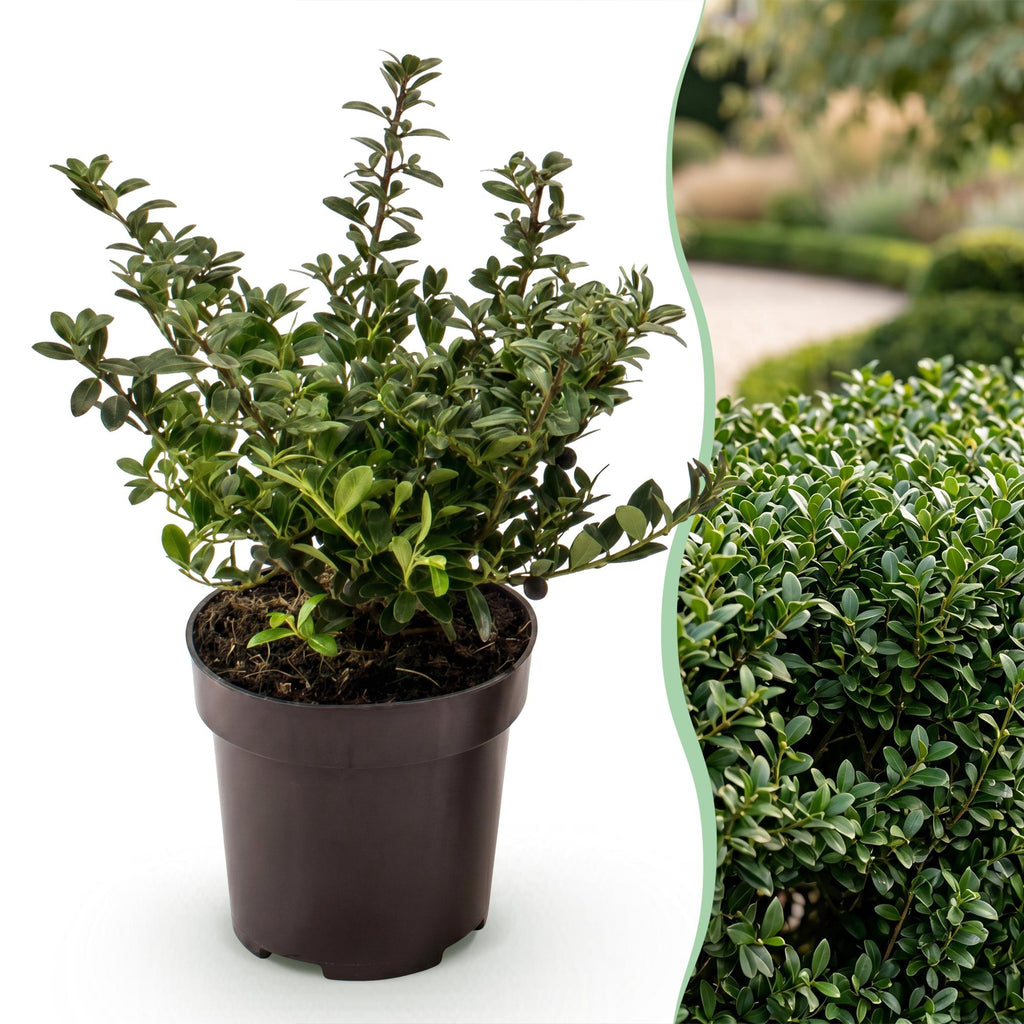 24x Ilex crenata Stokes - Japanse Hulst - Haagplanten - Groenblijvend - Groen - Pot 9cm - Hoogte 20-30cm