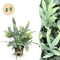 Kamerplant - Phlebodium aureum Blue Star - Blauwe Varen - Huisdiervriendelijk - Blauw - 4 Planten - Pot 12cm - Hoogte 25-30cm
