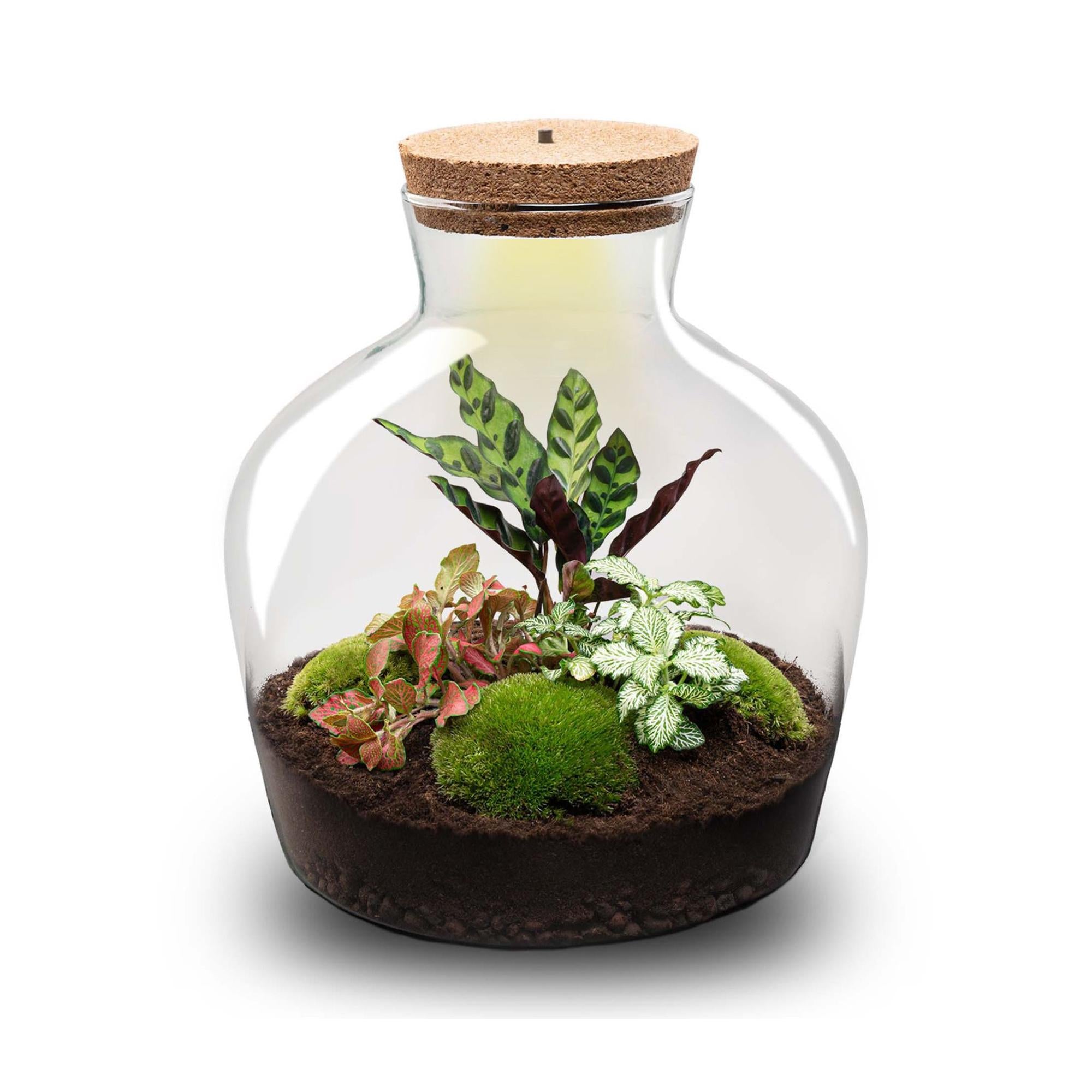 DIY Planten terrarium met licht - Fat Joe Red - Ø 29 cm ↑ 30 cm - Rake + Shovel