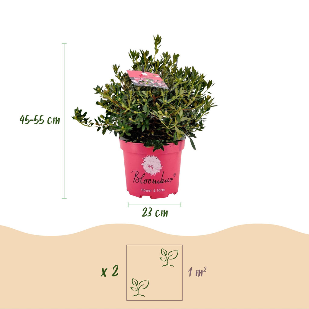 Dwerg Rhododendron - Rhododendron Bloombux Magenta - Bloeiende Buxus - Weinig Onderhoud - Roze Bloem - 2 Planten - Pot 23cm - Hoogte 45-55cm