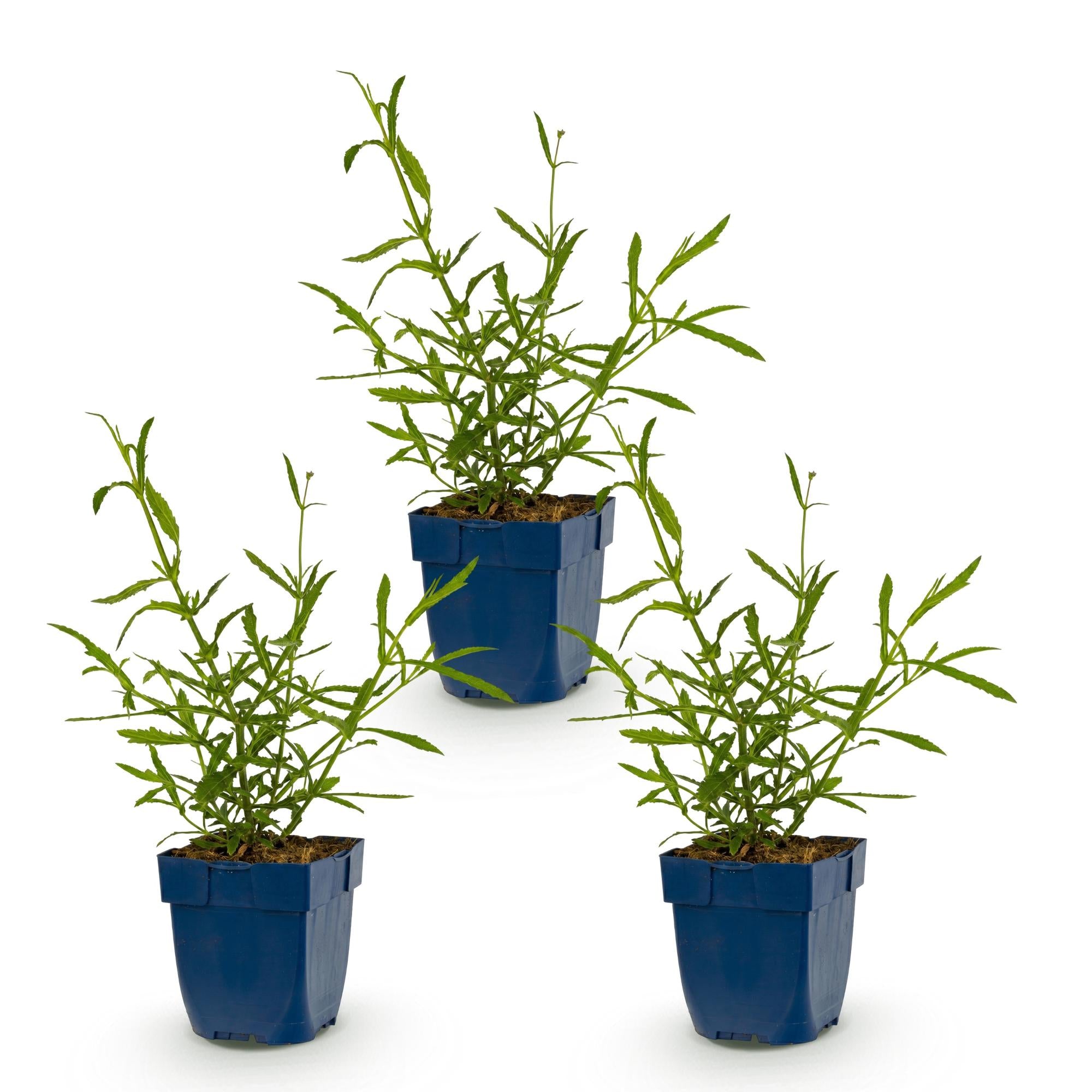 Vasteplant - Verbena bonariensis Lollipop - Ijzerhard - Bijen en Vlinderlokkers - Paars - 3 Planten - Pot 11cm - Hoogte 15-25cm