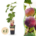 Fruitplant - Ficus carica Rouge de Bordeaux - Vijgenboom - Winterhard - Paarse Vrucht - 2 Planten - Pot 15cm - Hoogte 50cm