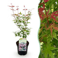 Terrasplant - Japanse Esdoorn - Acer palmatum Phoenix - Roze - 1 Plant - Bladverliezend - Pot 19cm Hoogte 70cm