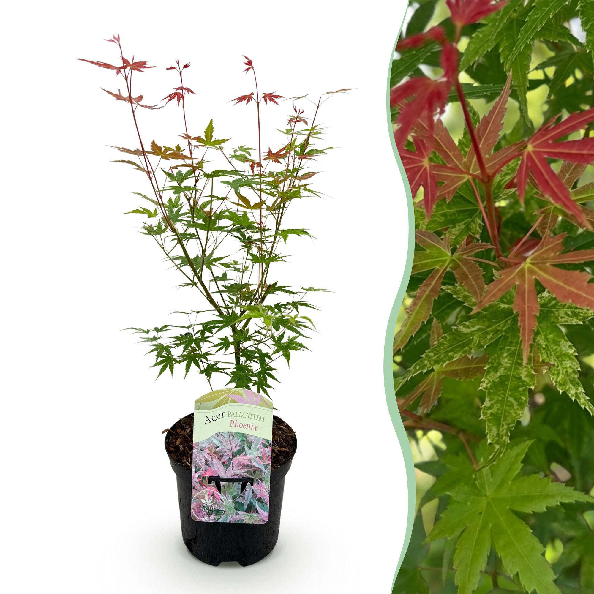 Terrasplant - Japanse Esdoorn - Acer palmatum Phoenix - Roze - 1 Plant - Bladverliezend - Pot 19cm Hoogte 70cm