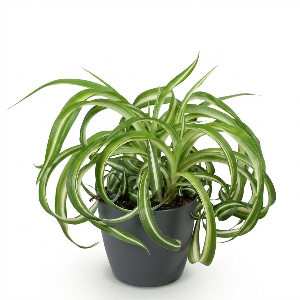 Kamerplant - Chlorophytum comosum Bonnie - Krullende Graslelie - Huisdiervriendelijke Plant - Groen - 1 Plant - met Potter Grijs - Pot 12cm - Hoogte 20cm