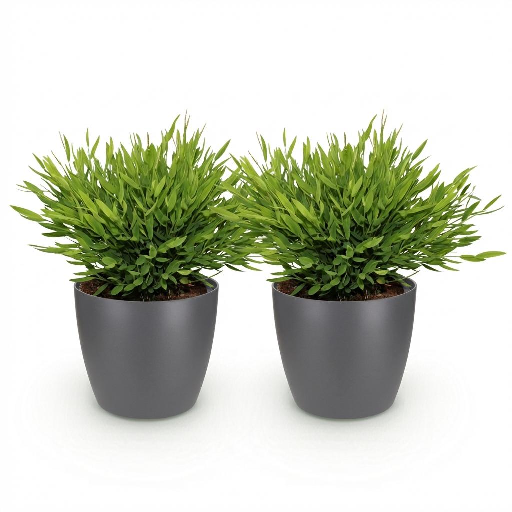 Kamerplant - Bamusa Pogonatherum Monica - Bamboegras - Huisdiervriendelijke Plant - Groen - 2 Planten - met Potter Grijs - Pot 12cm - Hoogte 20cm