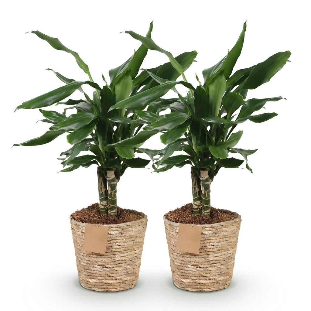 Green is... Kamerplanten - Dracaena fragrans Steudneri - Drakenbloedboom - Weinig onderhoud - met mand - Groen - 2 Planten - Pot 17cm - Hoogte 50-55cm