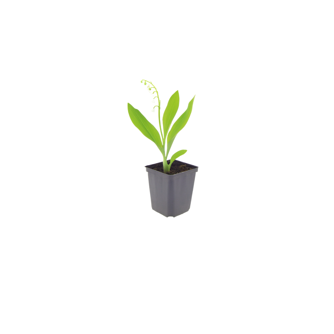 12x Convallaria majalis - ↕10-25cm - Ø9cm