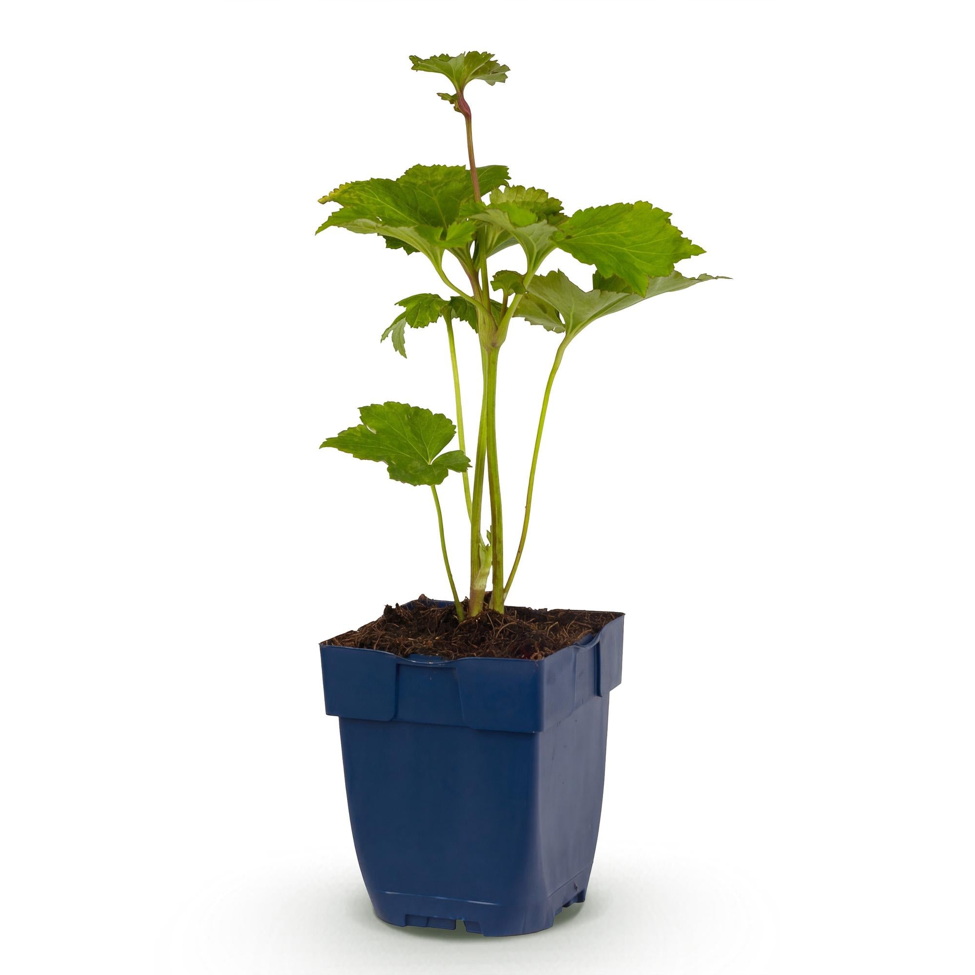 Vasteplant - Anemone hybr. Kön. Charlotte - Herfst Anemoon - Schaduw - Roze - 1 Plant - Pot 11cm - Hoogte 15-25cm
