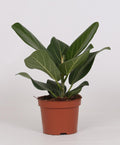 Ficus Bengalensis - Ø12cm - ↕25cm
