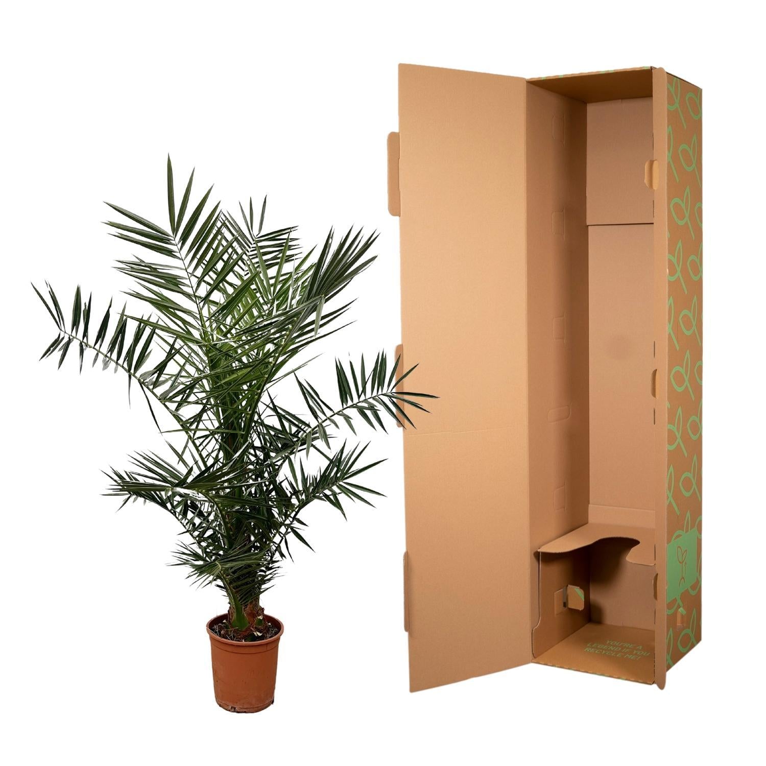 Phoenix Canariensis - 140 cm - Ø27cm
