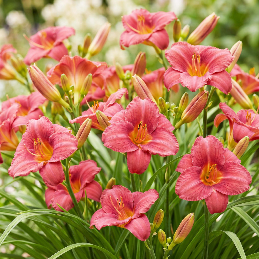Vasteplant - Hemerocallis Summer Wine - Daglelie - Bijen en Vlinderlokkers - Paars - 3 Planten - Pot 11cm - Hoogte 15-25cm
