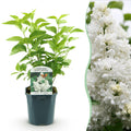 Tuinplant - Syringa vulgaris mme Lemoine - Gewone Sering - Winterhard - Wit - 1 Plant - Pot 17cm - Hoogte 45cm