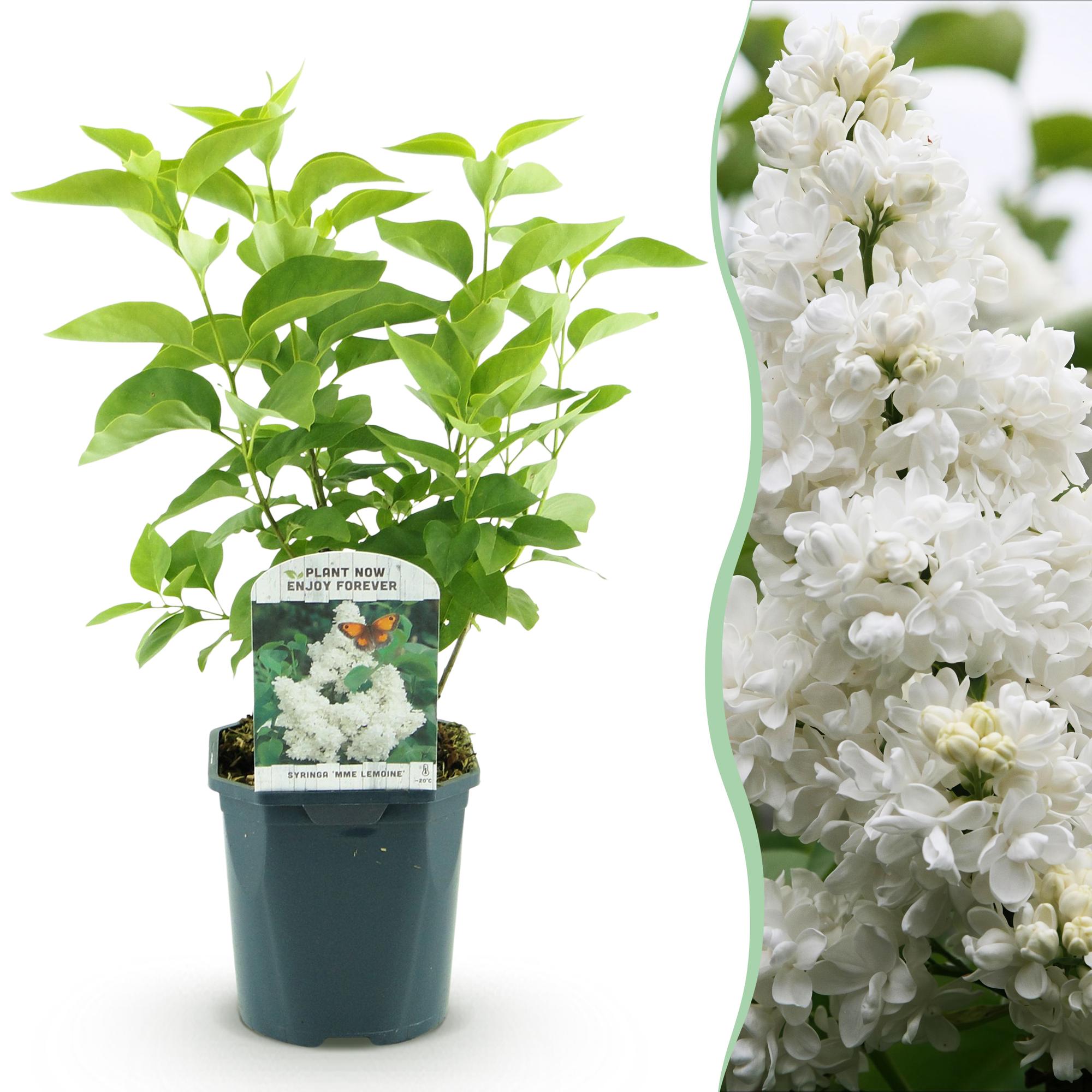 Tuinplant - Syringa vulgaris mme Lemoine - Gewone Sering - Winterhard - Wit - 1 Plant - Pot 17cm - Hoogte 45cm