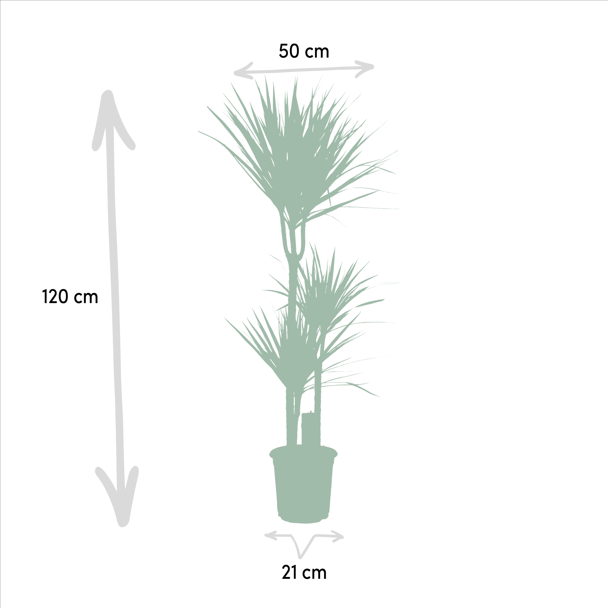 Dracaena - ↨120cm - Ø21cm + Yucca - ↨100cm - Ø21cm