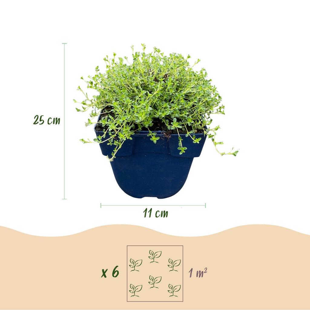 Vasteplant - Thymus praecox Albiflorus - Witte kruiptijm - Geurend - Wit - 6 Planten - Pot 11cm - Hoogte 15-25cm