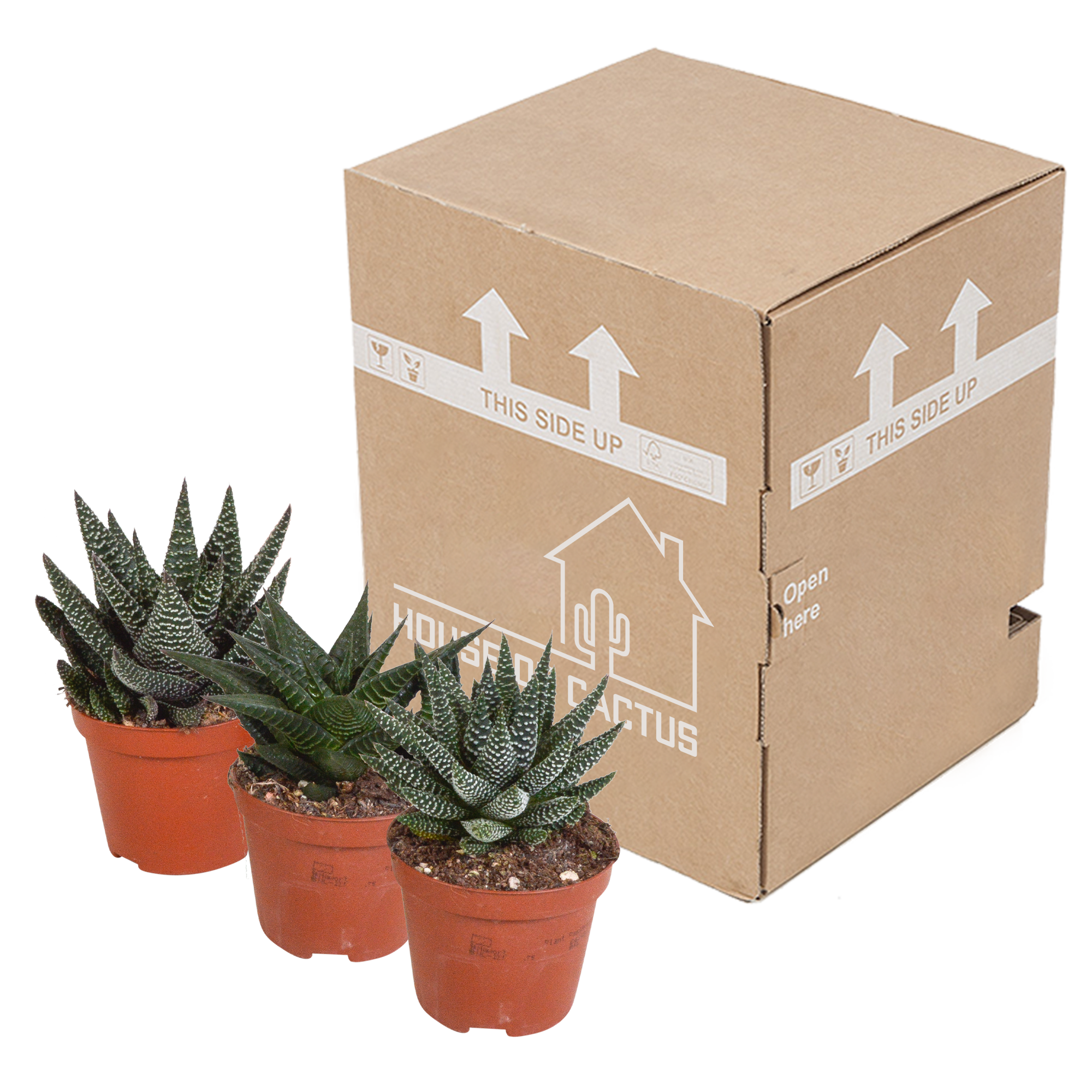 Gasteria/Haworthia mix 8,5cm - 3x - zonder pot