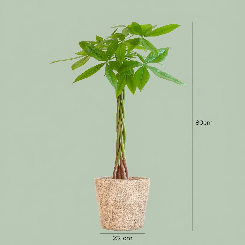 Pachira Aquatica met Zeegras mand naturel - 80cm - Ø21