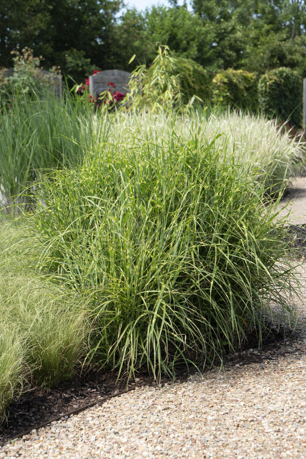Miscanthus sinensis Strictus - Ø23cm - ↕60cm - Ø19 - ↨50cm