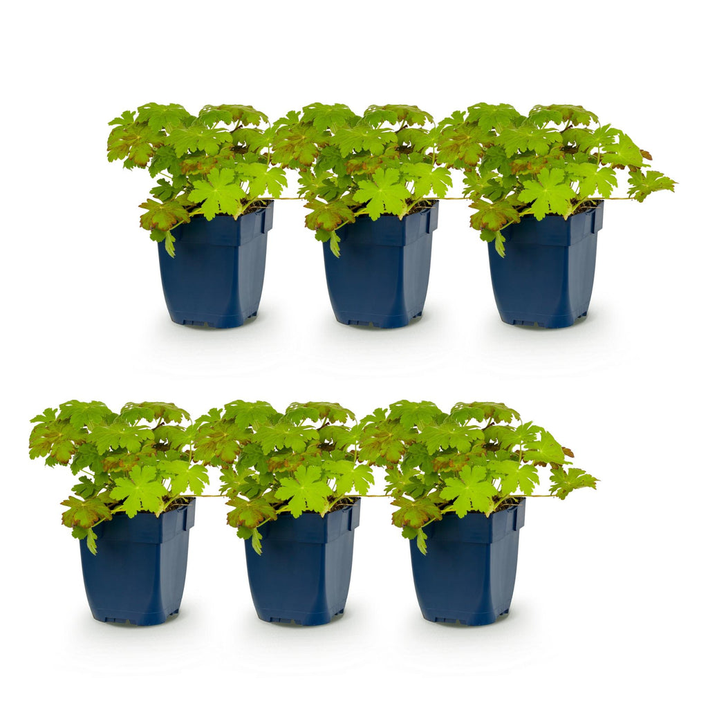 Vasteplant - Geranium macrorrhizum - Ooievaarsbek - Bodembedekkend - Roze - 6 Planten - Pot 11cm - Hoogte 15-25cm