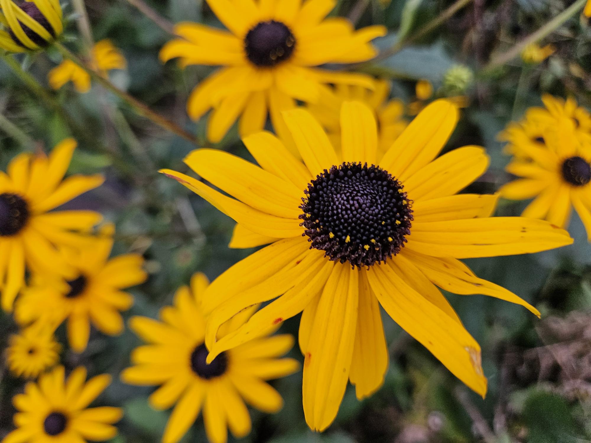 6x Rudbeckia fulgida 'Goldsturm' - ↕10-25cm - Ø9cm