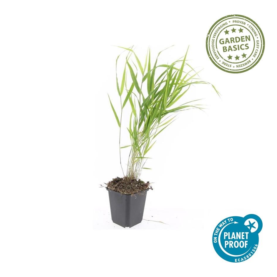 6x Hakonechloa macra - ↕10-25cm - Ø9cm