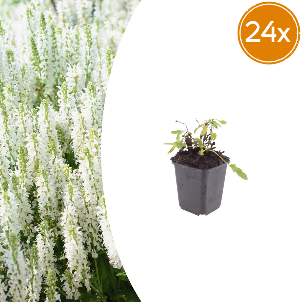 24x Salvia n. 'Schneehugel' - ↕10-25cm - Ø9cm