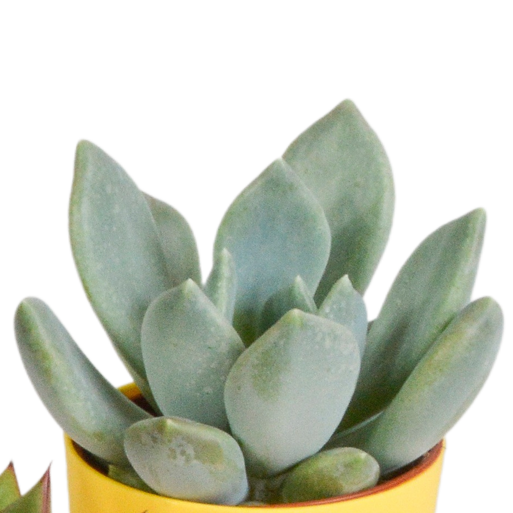 Vetplanten mix 5.5 cm - 5x - in gekleurde plasticpot