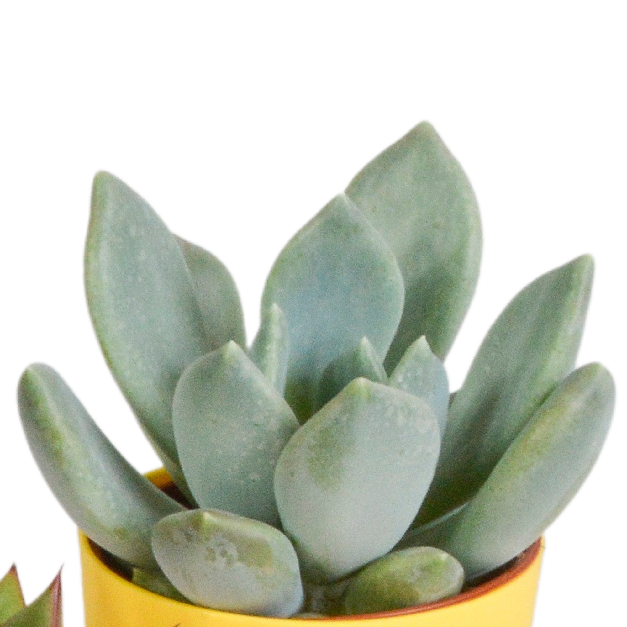 Vetplanten mix 5.5 cm - 5x - in gekleurde plasticpot