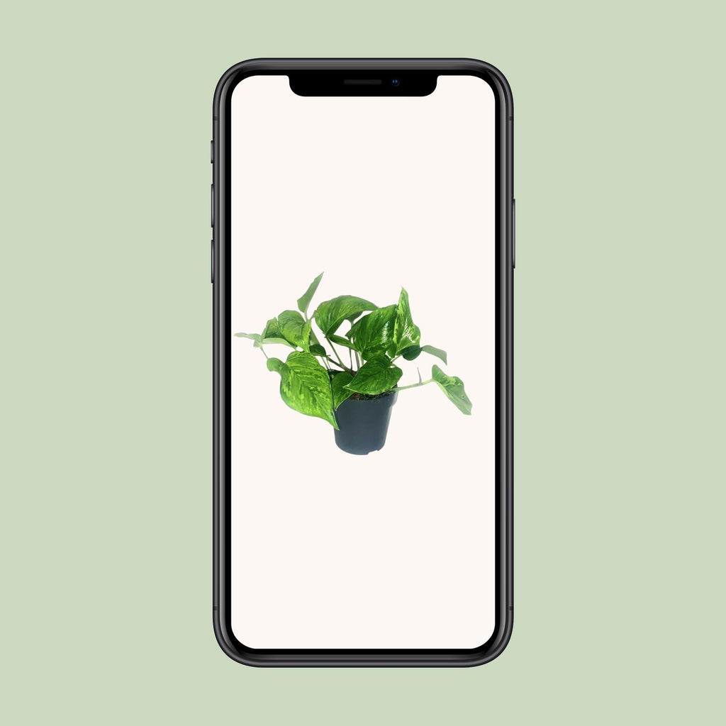 Scindapsus Pictus Trebie - Ø12cm - ↕20cm