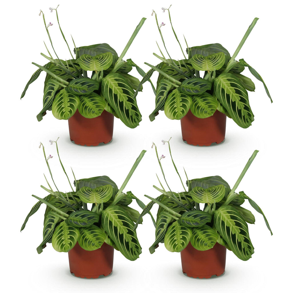 Kamerplant - Maranta Fascinator Lemon Lime - Gebedsplant - Huisdiervriendelijk - Groen - 4 Planten - Pot 12cm - Hoogte 30-35cm