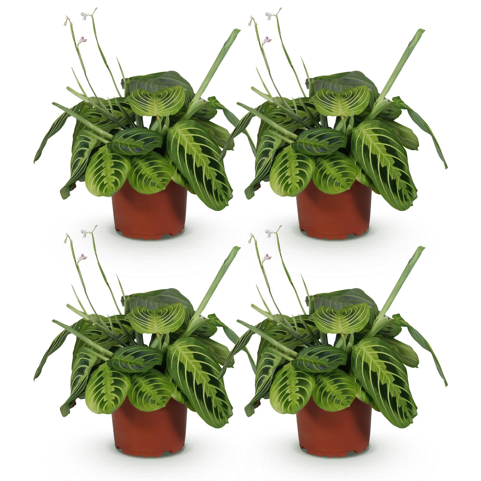 Kamerplant - Maranta Fascinator Lemon Lime - Gebedsplant - Huisdiervriendelijk - Groen - 4 Planten - Pot 12cm - Hoogte 30-35cm